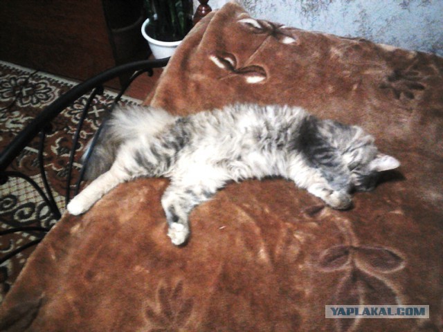 Котовторник 26.07 2016