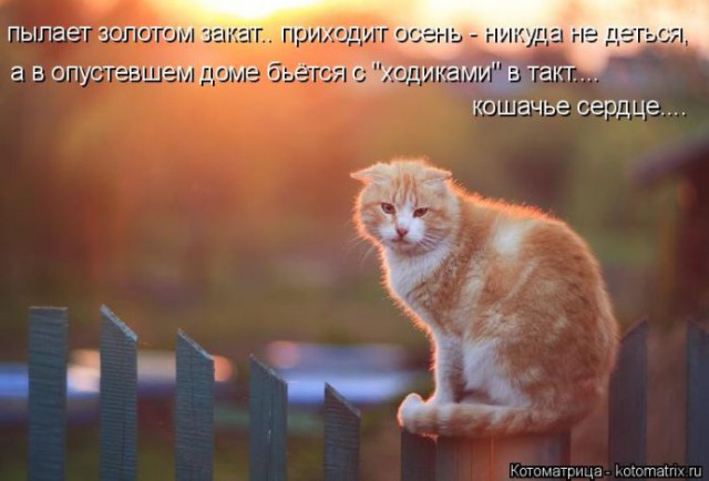 Прикольные животные