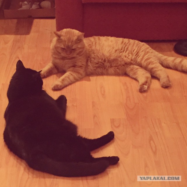 Котовторник 22.11.2016