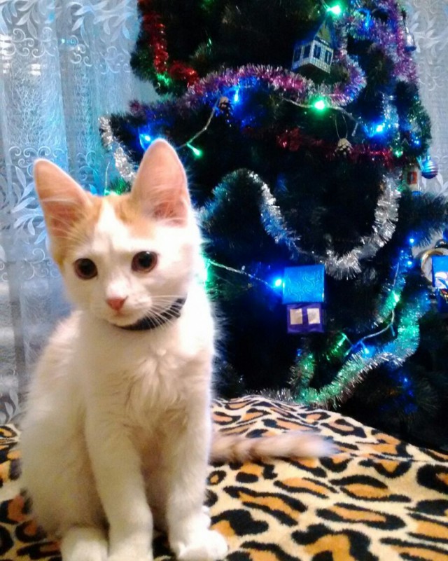Коты и Кошки