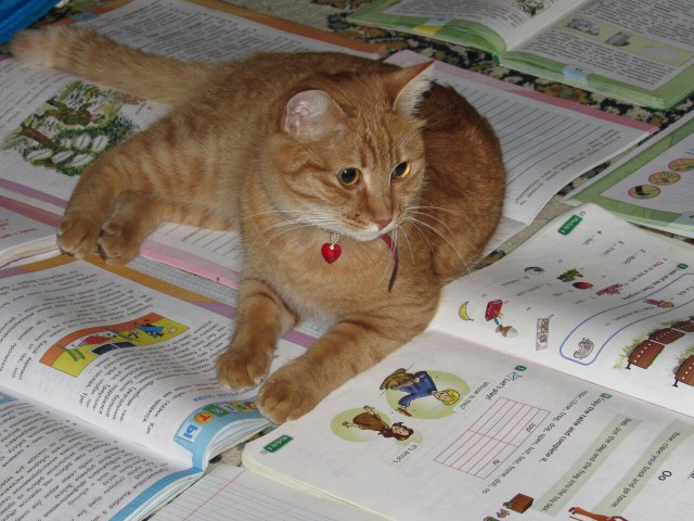 Коты и Кошки