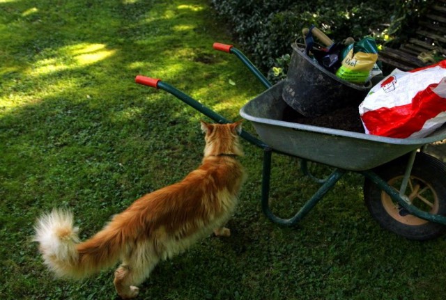 Коты и Кошки