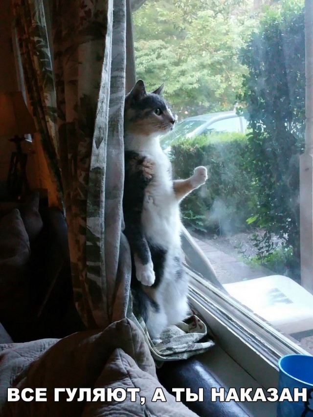 Коты и Кошки