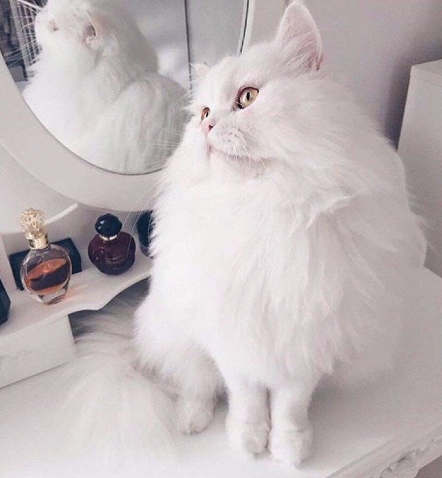 Коты и Кошки
