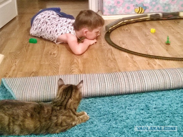 Котовторник 29.08.2017