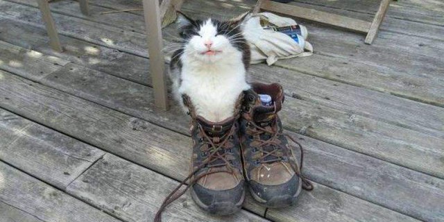 Коты и Кошки