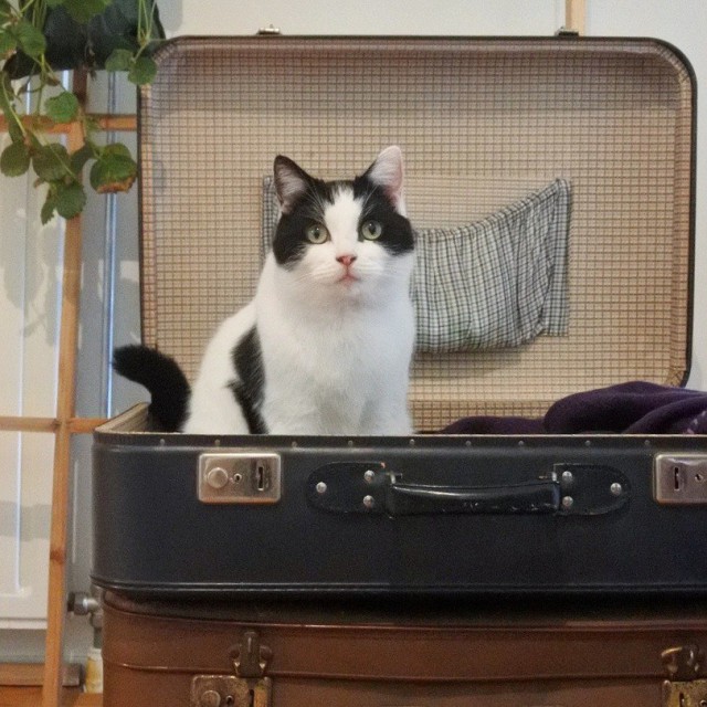24 кота, которые подняли дерзость на новый уровень