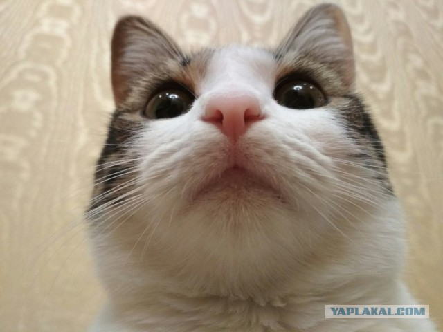 Котовторник 24.10.2017