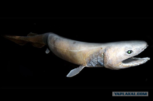 В Португалии поймали доисторическую акулу-монстра