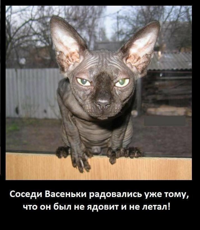 Картинок всяких