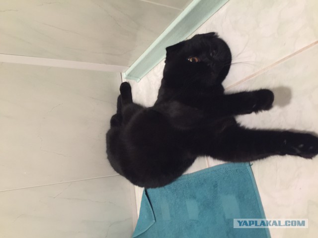 Котовторник 28.11.2017