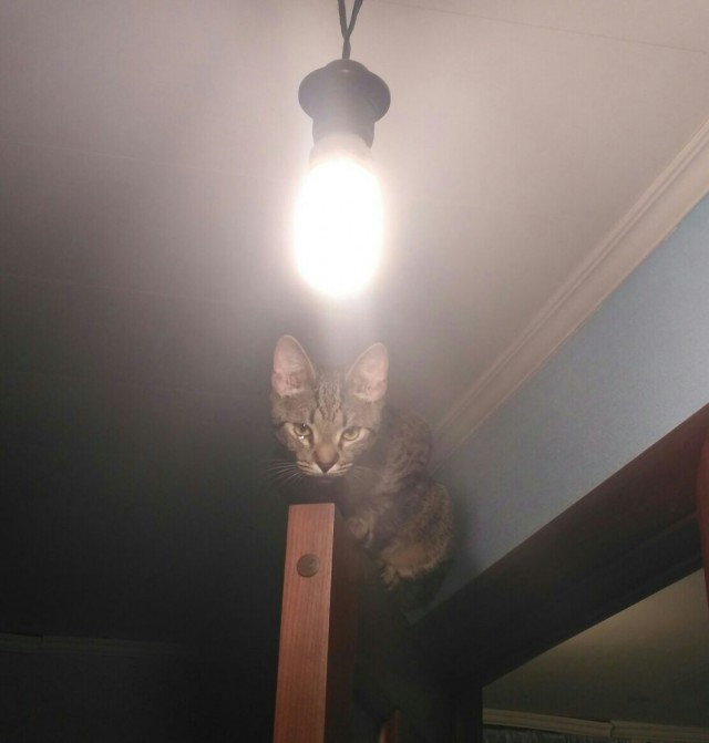 Котовторник 12.12.2017