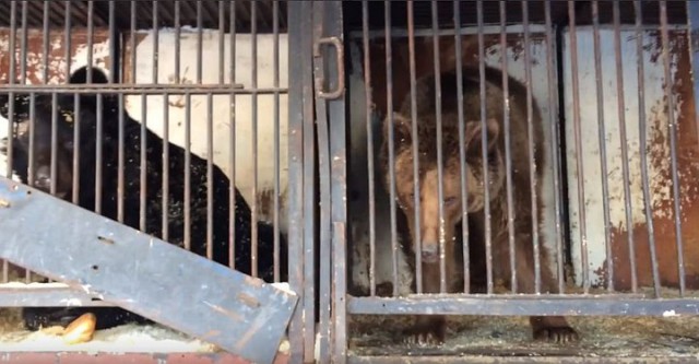 На стоянке на окраине Самары нашли четырех изголодавших брошенных медведей в клетках
