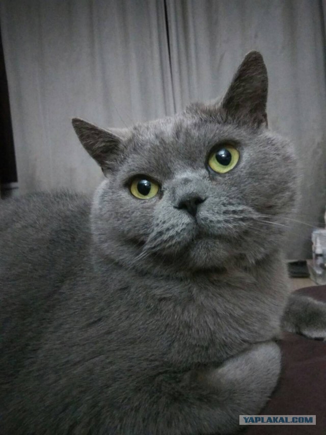 Котовторник 20.03.2018