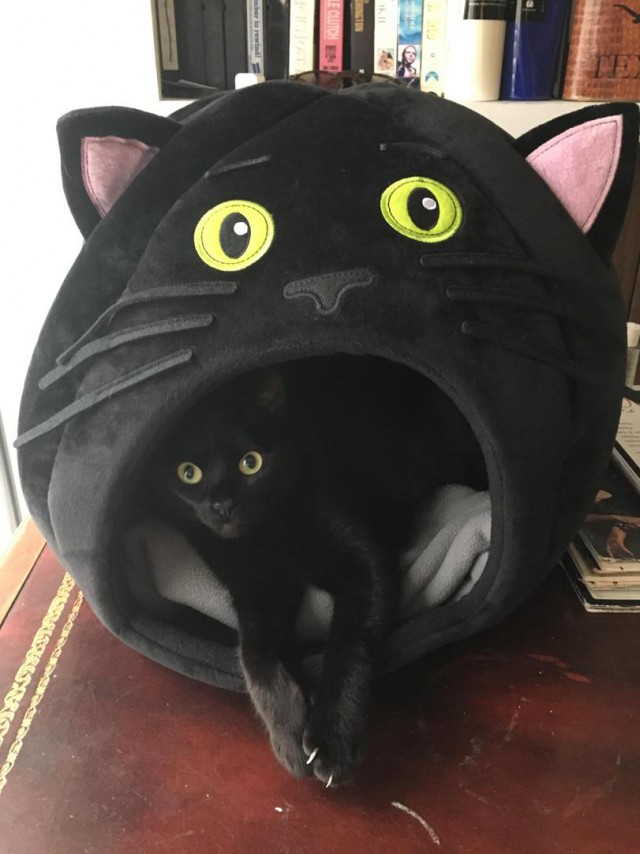 Прикольных котов пост