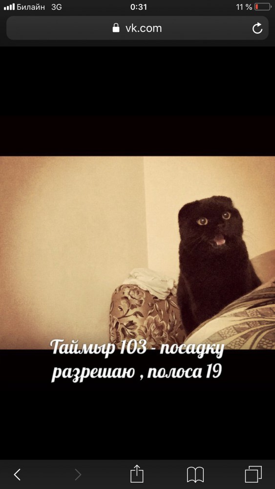 Кошачья мафия победит?