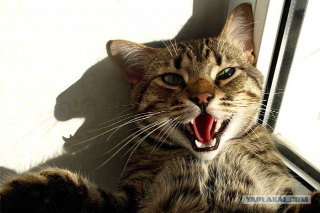 УРРААА ! Котовторник на ЯПлакалъ !