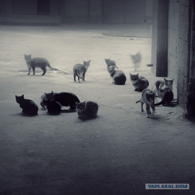 Котовторник на ЯПлакалъ