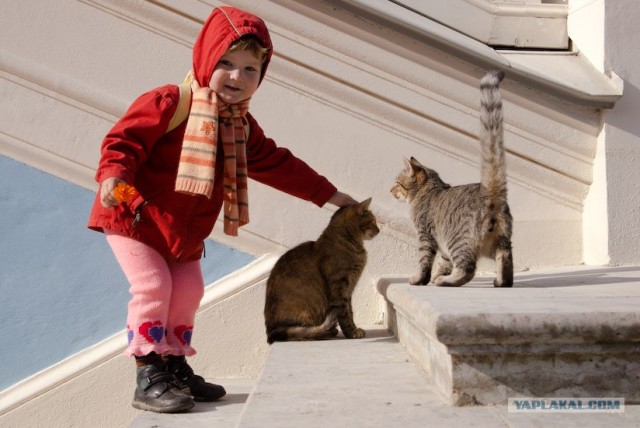 Котовторник на ЯПлакалъ: Кото и кто-то!
