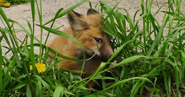 Живность из сети