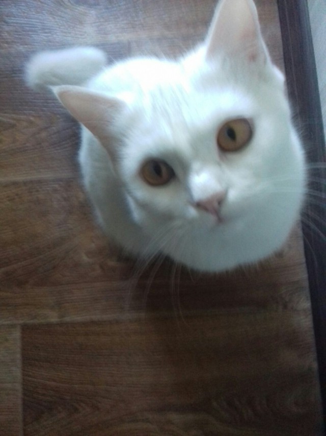Прикольных котов пост