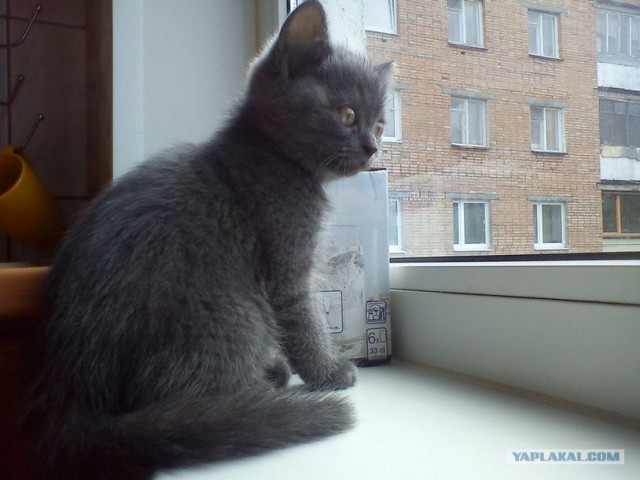 Первый котовторник июля