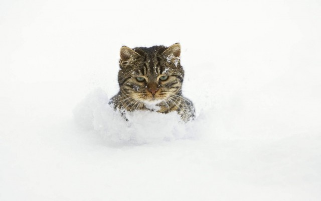 Котовторник!
