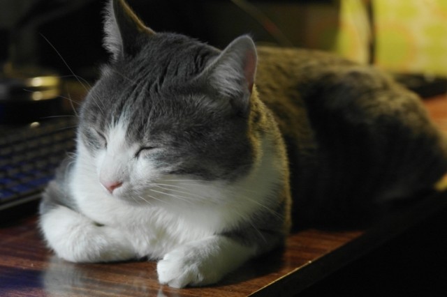 Первый КОТОВТОРНИК 2012