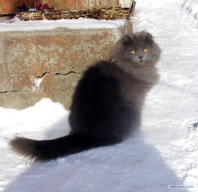 Котовторник (21.02.2012)