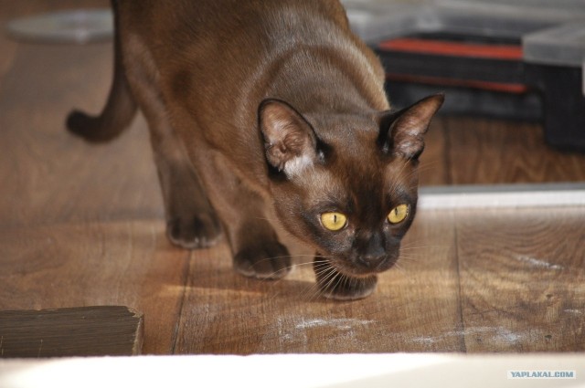 Котовторник 27.03.2012