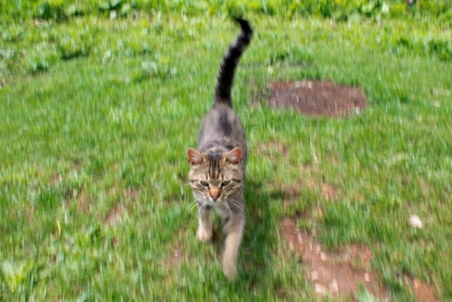 Котовторник 31.07.2012 г.