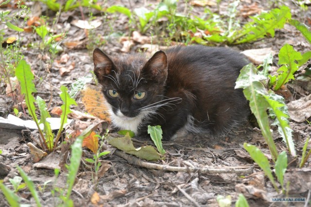 Котовторник  28.08.12