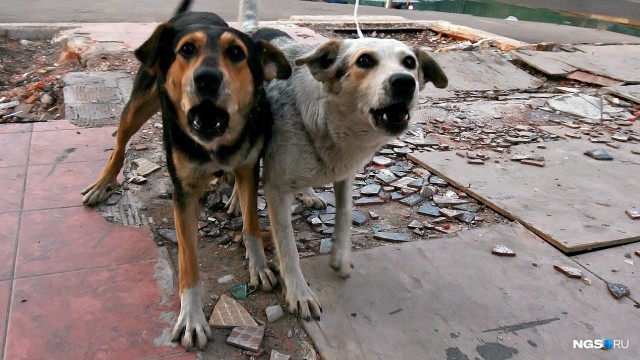 Свора собак разорвала кошек в Октябрьском районе