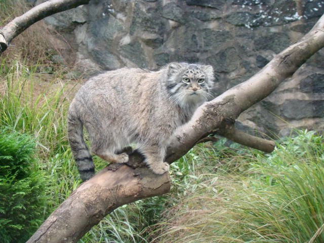 Кот 6 лет живёт на дереве