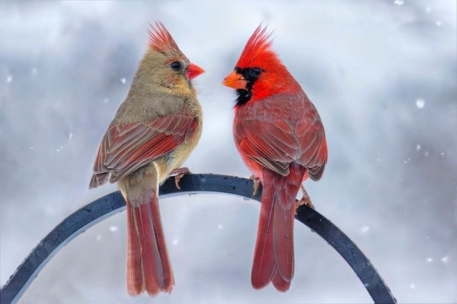 Животинки разной фото