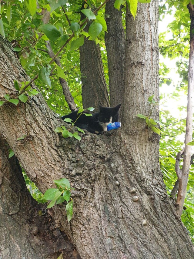 Забавные фото котеек