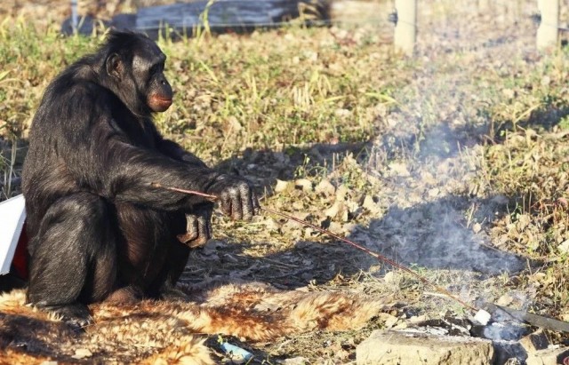 Шимпанзе: Восхождение нового разумного вида больше нельзя отрицать