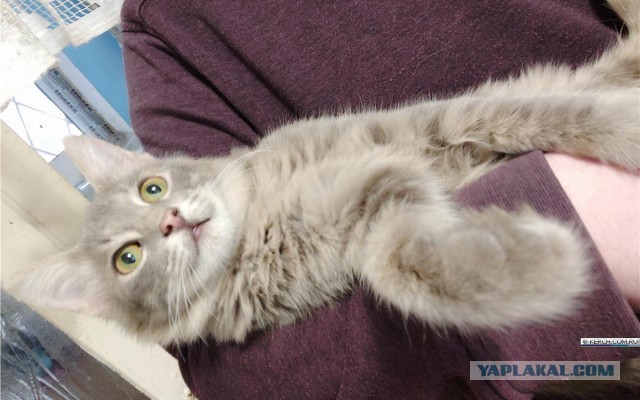 Котёнок, спасённый от угольной дробилки
