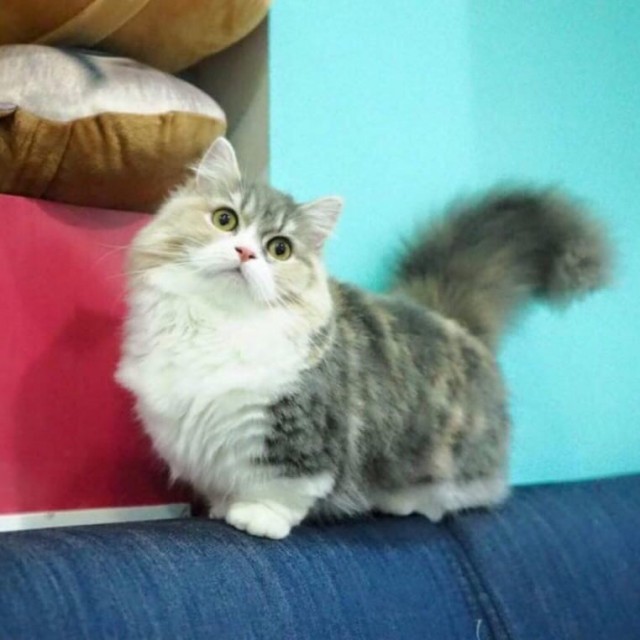 Котофеев пост