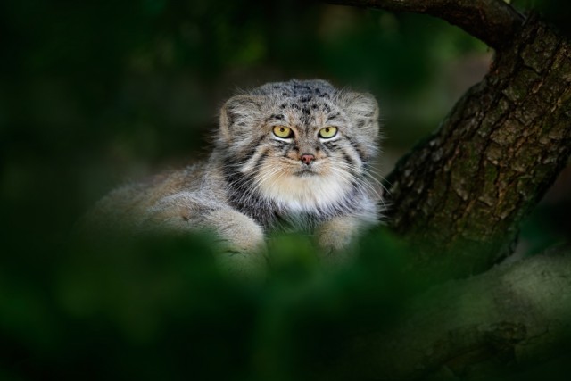 Про котов