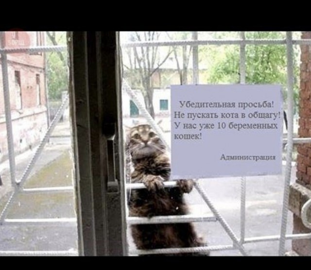 Эти забавные животные