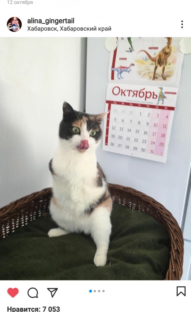 Пушистый котозавр Рекс сделает ваш день
