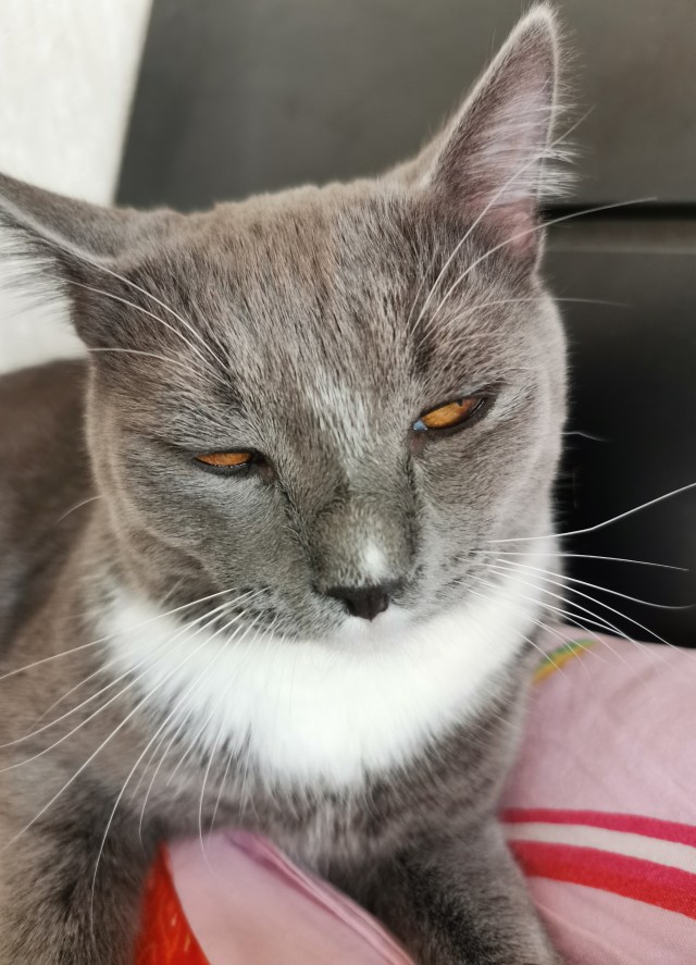 Котовторник же!