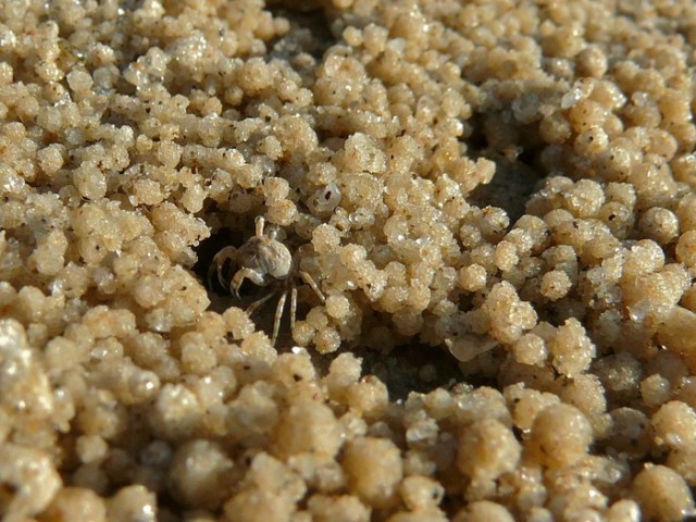 Краб-барботёр: Ест песок и скатывает отходы в уникальные узоры из шариков. Странное поведение привлекло даже математиков