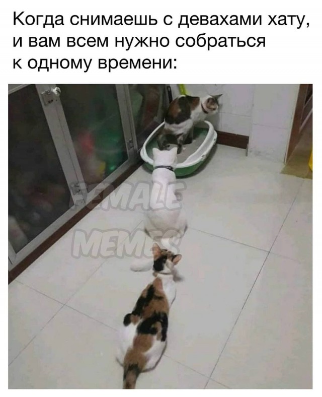 Мемасы (Пошлятина и мат)