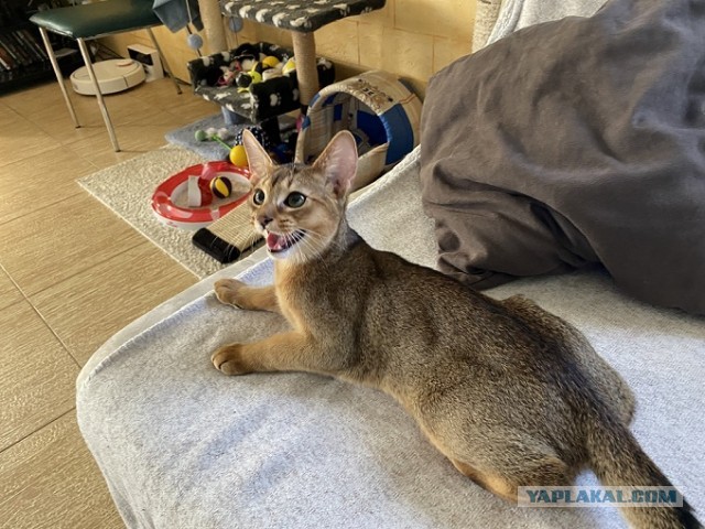 Котовторник 14.09.2021