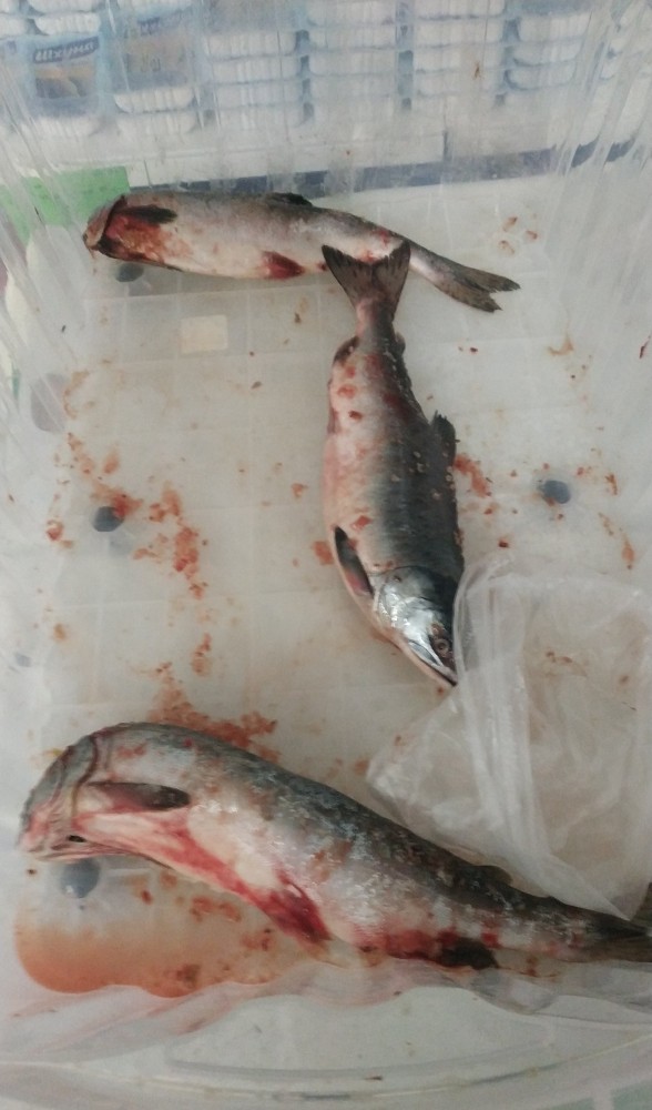 Недорогая рыба задержалась на Дальнем Востоке