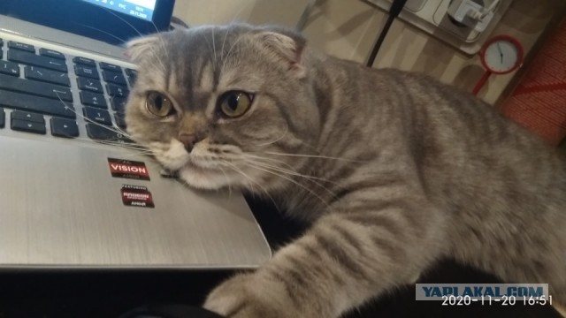 Мой кот, прошу любить и жаловать