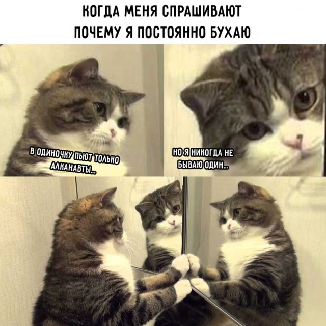 Весёлый полтишок 09.11