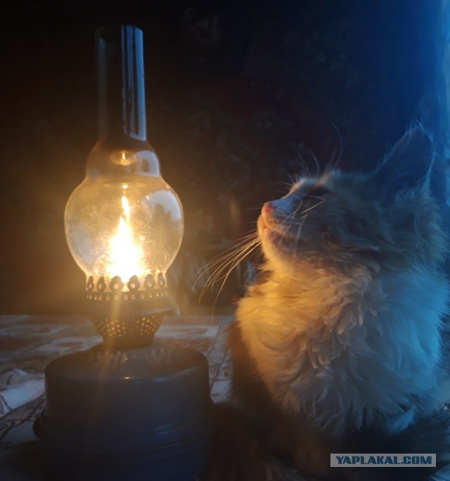 Котовторнику быть